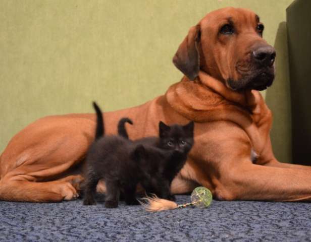 Маленькие домашние котята, бесплатно, в добре руки. Маленькие домашние котята, бесплатно, в добре руки.