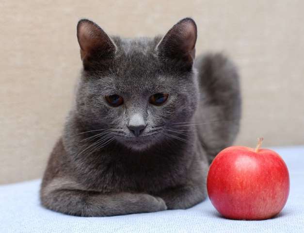 В дар голубой котик Филипп, 10 мес. В дар голубой котик Филипп, 10 мес.