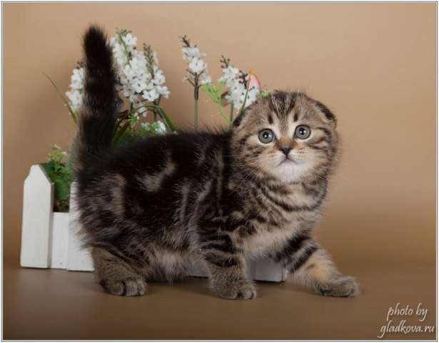 Котята - загляденье Котята - загляденье