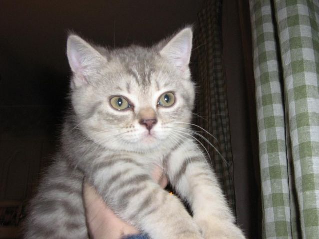 БРИТАНСКИЙ ПЛЮШЕВЫЙ КОТИК!! БРИТАНСКИЙ ПЛЮШЕВЫЙ КОТИК!!