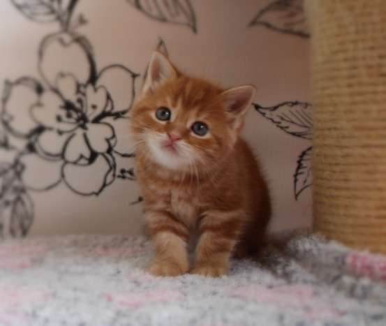 Шотландские котята-красный мрамор Шотландские котята-красный мрамор