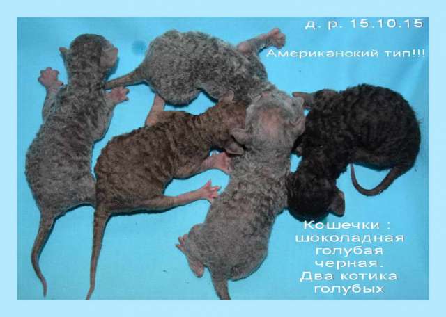 Корниш рекс - кудрявые котята. Корниш рекс - кудрявые котята.