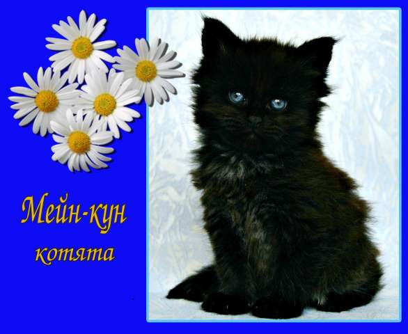 МЕЙН-КУН КОТЯТА МЕЙН-КУН КОТЯТА