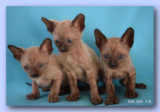 Корниш рекс - кудрявые котята. Корниш рекс - кудрявые котята.