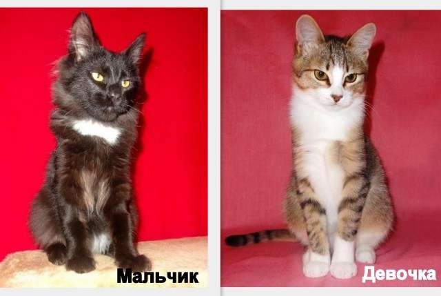 Котята, мальчик и девочка, бесплатно, в добрые руки!