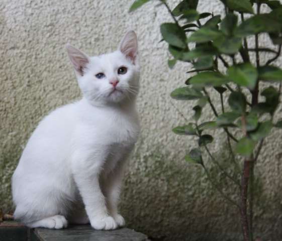 Котенок Смена ищет самых любимых хозяев Котенок Смена ищет самых любимых хозяев