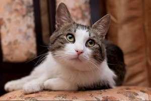 Кот Ахиллес ищет семью. Кот Ахиллес ищет семью.
