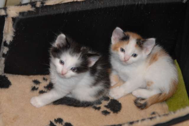 Отдам котят Отдам котят