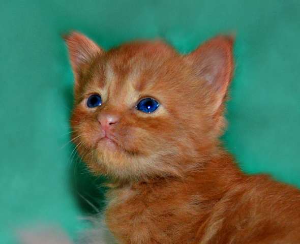 МЕЙН-КУН КОТЯТА МЕЙН-КУН КОТЯТА