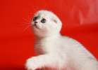 Снежные котята - серебристые шиншиллы