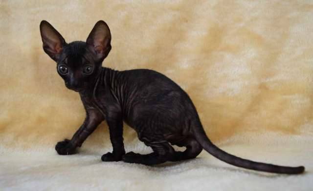 Корниш рекс - кудрявые котята. Корниш рекс - кудрявые котята.