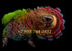 Веерный попугай (Deroptyus accipitrinus) - птенцы выкормыши из питомника
