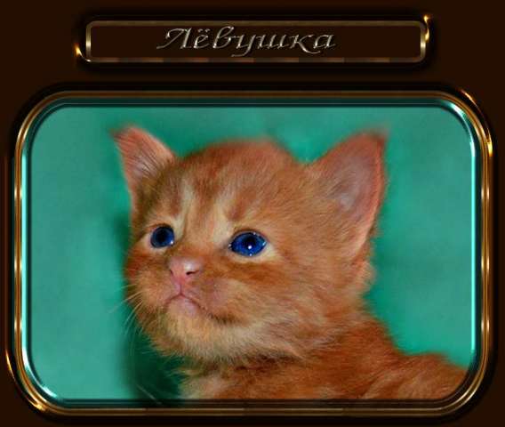 МЕЙН-КУН КОТЯТА МЕЙН-КУН КОТЯТА