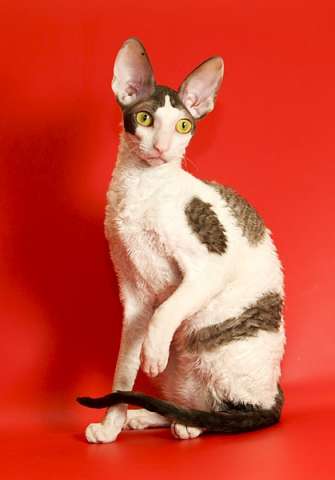 Корниш-рекс элитные котята для вас Корниш-рекс элитные котята для вас