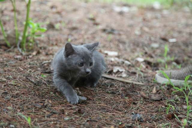 Котенок Кузя ищет любящих хозяев