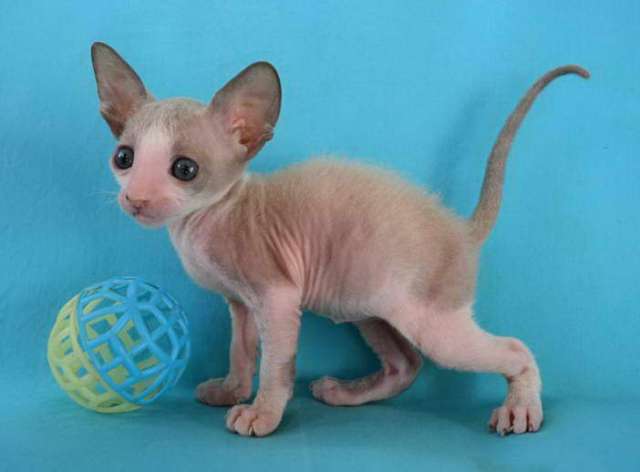 Корниш рекс - кудрявые котята. Корниш рекс - кудрявые котята.