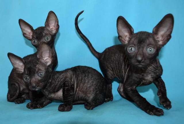 Корниш рекс - кудрявые котята. Корниш рекс - кудрявые котята.