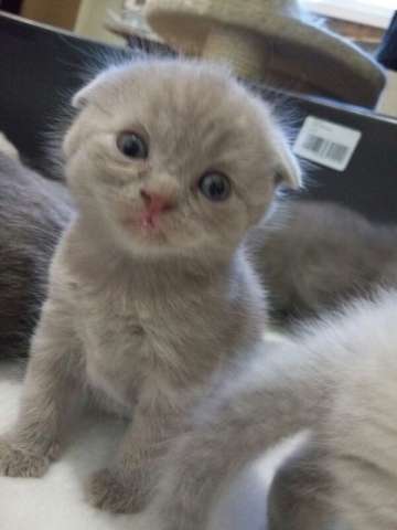 Шикарные котята ищут шикарных хозяев! Шикарные котята ищут шикарных хозяев!