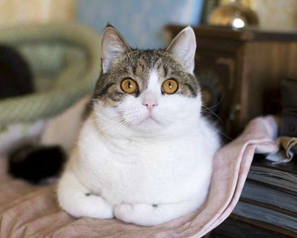 Плюшевый котик Джери с янтарными глазами ищет дом! Плюшевый котик Джери с янтарными глазами ищет дом!