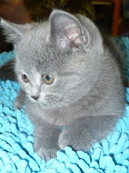 Котята скоттиш фолд и британцы. Котята скоттиш фолд и британцы.