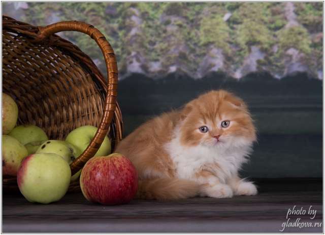 Сказочные котята шотландской породы Сказочные котята шотландской породы