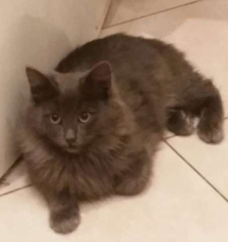 Отдам молодого кота Отдам молодого кота