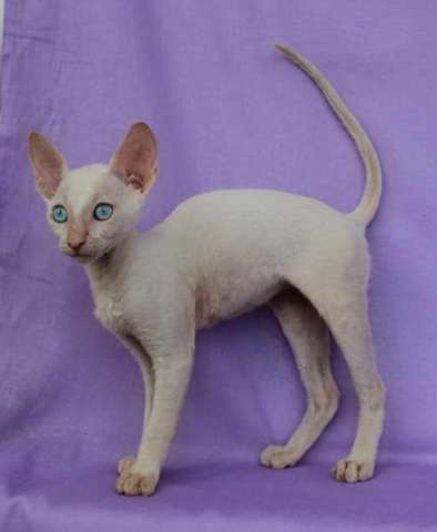 Корниш рекс - кудрявые котята. Корниш рекс - кудрявые котята.