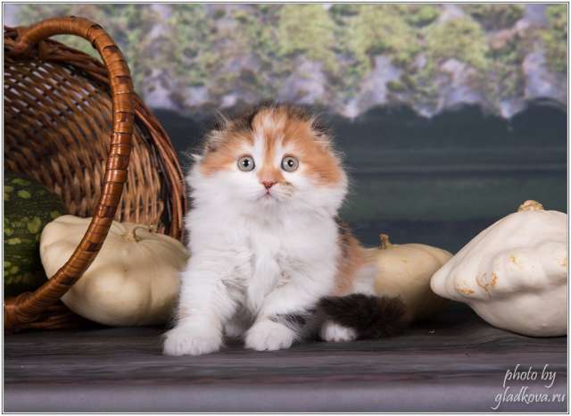 Невероятные котята Невероятные котята
