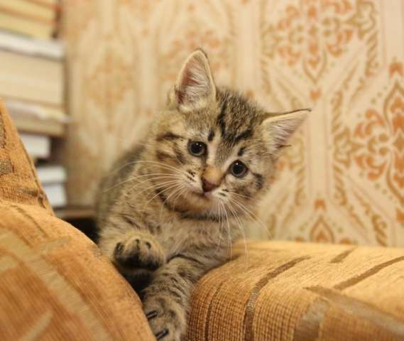 Котенок в дар! Котенок в дар!