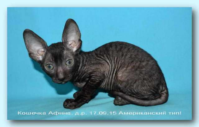 Корниш рекс - кудрявые котята. Корниш рекс - кудрявые котята.