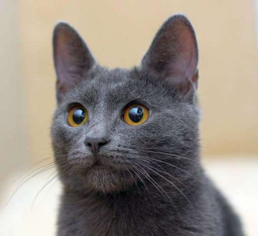 Голубой котик Филипп, 10 мес. Голубой котик Филипп, 10 мес.