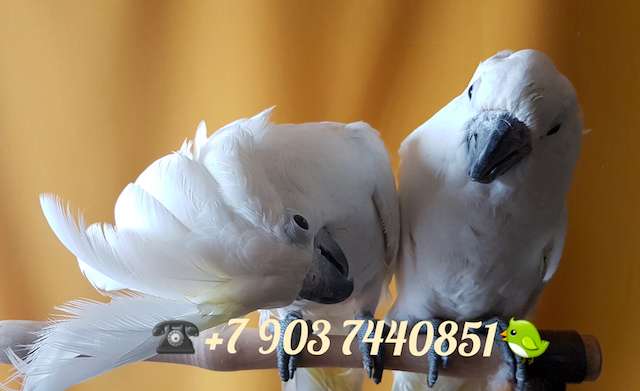 Белохохлый какаду (Cacatua alba) ручные птенцы из питомника