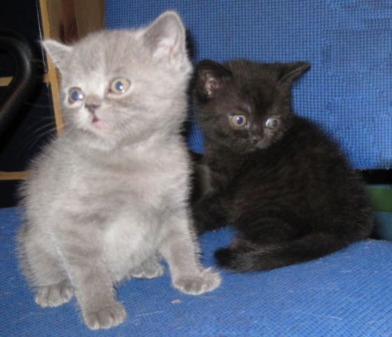 Короткошерстные котята Короткошерстные котята