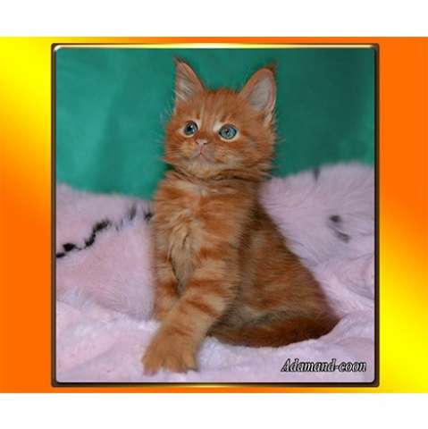 Рыжий котик Рыжий котик