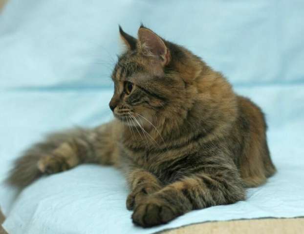 Сибирская кошечка Маруся в поисках дома. Сибирская кошечка Маруся в поисках дома.