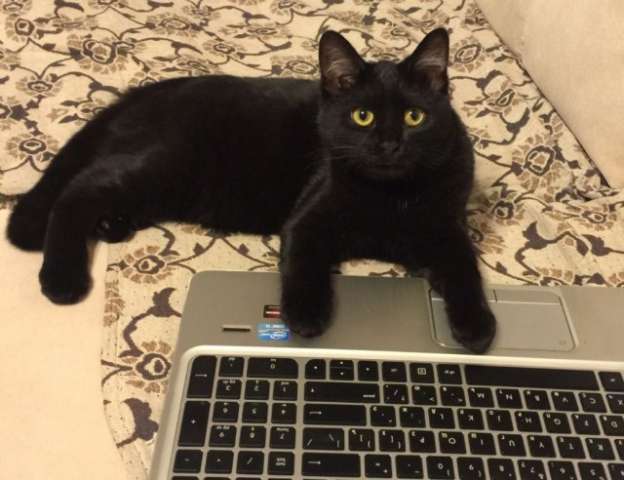 Малышка Клякса! Черненький котенок в добрые руки. Малышка Клякса! Черненький котенок в добрые руки.