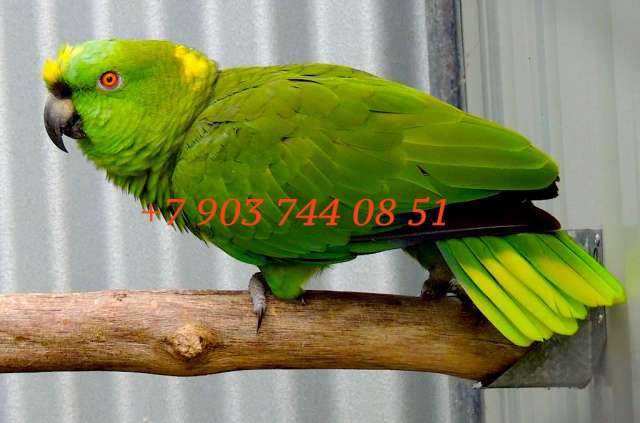 Желтошейный амазон (Amazona auropalliata) выкормыши из питомника Желтошейный амазон (Amazona auropalliata) выкормыши из питомника