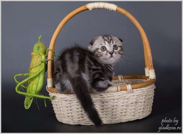 Ошеломительные котята Ошеломительные котята