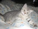 БРИТАНСКИЙ ПЛЮШЕВЫЙ КОТИК!!