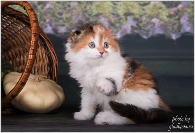 Милейшие котята Милейшие котята