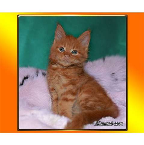 МЕЙН-КУН КОТЯТА МЕЙН-КУН КОТЯТА