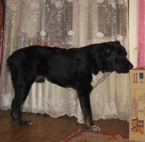 Отдам аллабая Отдам аллабая