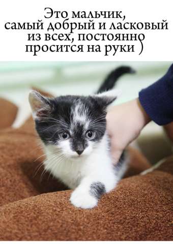 котятки в добрые руки))