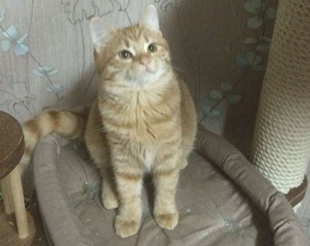 Солнечное рыжее чудо!! Очаровательный котик в добрые руки. Солнечное рыжее чудо!! Очаровательный котик в добрые руки.