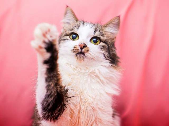 Кошка-Лизонька!! Пушистое чудо в добрые руки! Кошка-Лизонька!! Пушистое чудо в добрые руки!