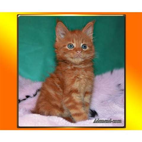 МЕЙН-КУН КОТЯТА МЕЙН-КУН КОТЯТА