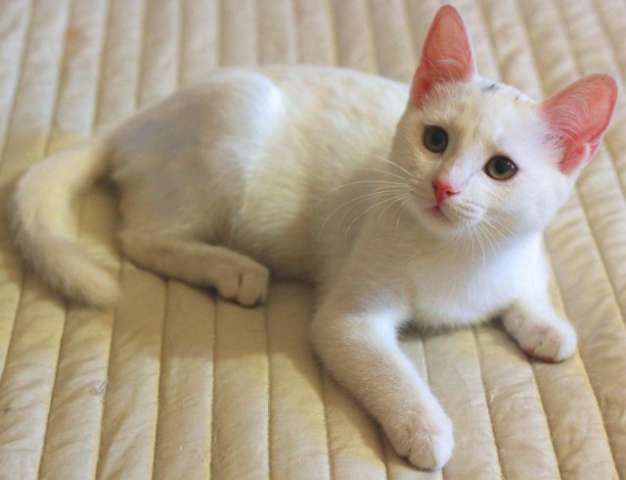 Белоснежные зеленоглазые ангелочки!! Котята в добрые руки. Белоснежные зеленоглазые ангелочки!! Котята в добрые руки.