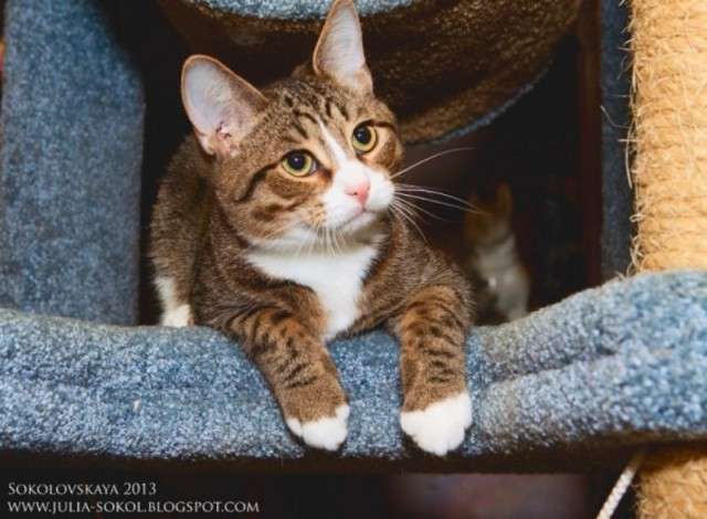 Кот Максик в добрые руки Кот Максик в добрые руки