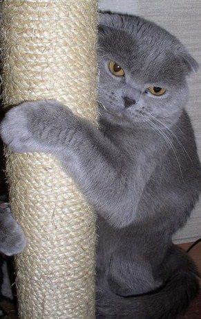 вислоухий кот бесплатно вислоухий кот бесплатно