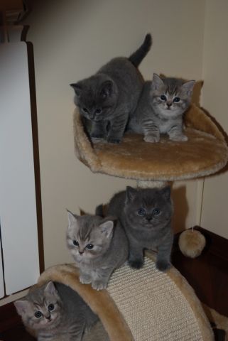 клубные британцы клубные британцы